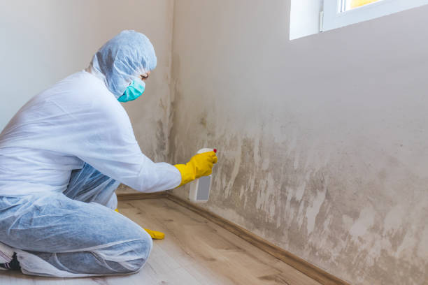 Licensed Commercial Mold Remediation service in Morrisville, NY - WQB Mold Removal